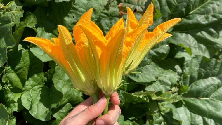 Gefüllte Zucchiniblüten mit Mozzarella und Kräutern