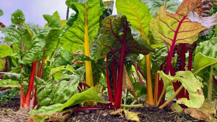 Herbstliches Ofengemüse mit Roter Bete und Feta