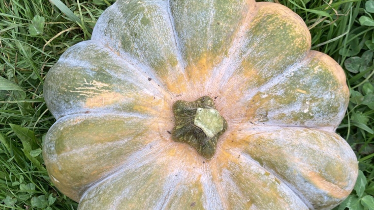 Ofenkürbis mit Feta und Kräutern