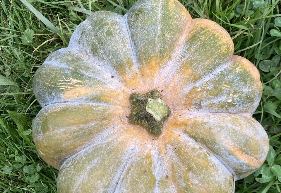 Ofenkürbis mit Feta und Kräutern